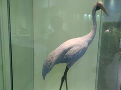 -盐城丹顶鹤湿地生态旅游区