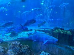 -华夏文旅海洋公园