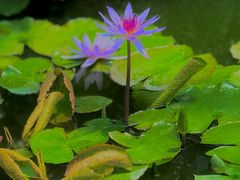 -国家植物园南园