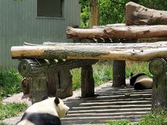 -成都动物园
