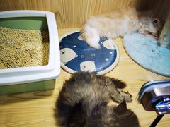 -屋虎猫馆(宝安大仟里店)