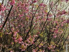 -梁鸿国家湿地公园