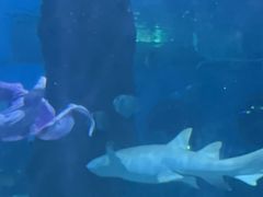 -北戴河圣蓝海洋公园