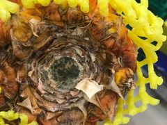 -叶氏兄弟(大连奥特莱斯店)