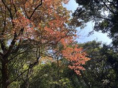 -广州市石门国家森林公园