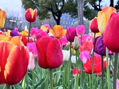 -大宁郁金香公园-停车场