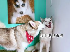 -Husky Go! 哈士奇体验馆·宠物咖啡厅狗咖