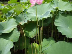 -陈家山荷花公园