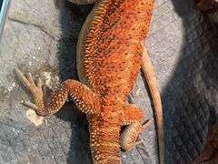 -酷以爬仙阁实体爬宠店·守宫·蜥蜴·专业繁育