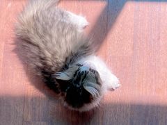 -momokira米努特·德文卷毛猫·棉花面纱犬