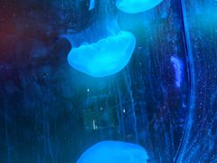 -芜湖新华联大白鲸海洋公园