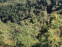 -武陵山森林公园