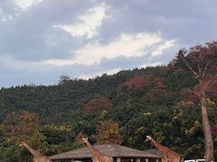 -杭州野生动物世界