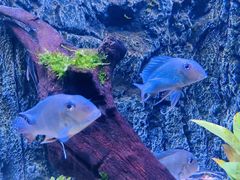 -上海海洋水族馆