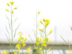 -光明小镇欢乐田园