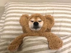-瑞鹏宠物医院·骨科·猫科·内科(第一中心)