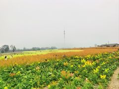 -三圣花乡旅游区
