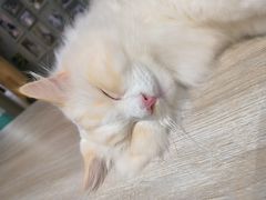 -藏猫猫咖啡主题馆(中央大道店)