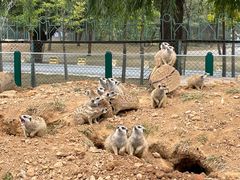 -秦皇岛野生动物园