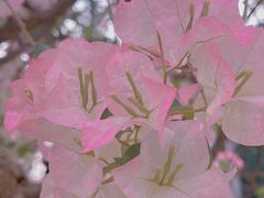 -莲花山公园