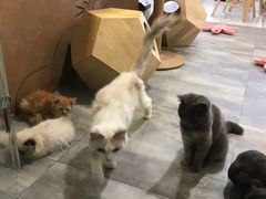 -楼上猫咖(罗湖店)