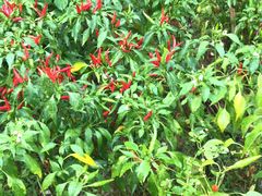 -婺源梦里老家大型山水实景演出