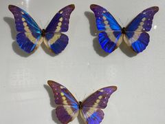 -上海昆虫博物馆