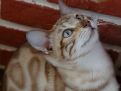 -猫小院猫主题餐厅(南锣旗舰店)