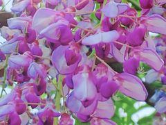 -嘉定紫藤园