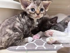-momokira米努特·德文卷毛猫·棉花面纱犬