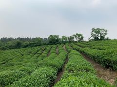 -游子山休闲旅游区