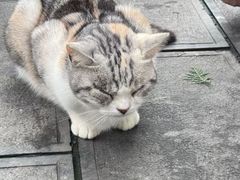 -中岳庙