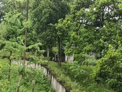 -中国大熊猫保护研究中心雅安碧峰峡基地