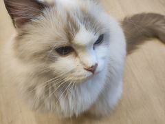 -有喵·猫咖·狗咖·30几只猫10只小狗(岗厦店)