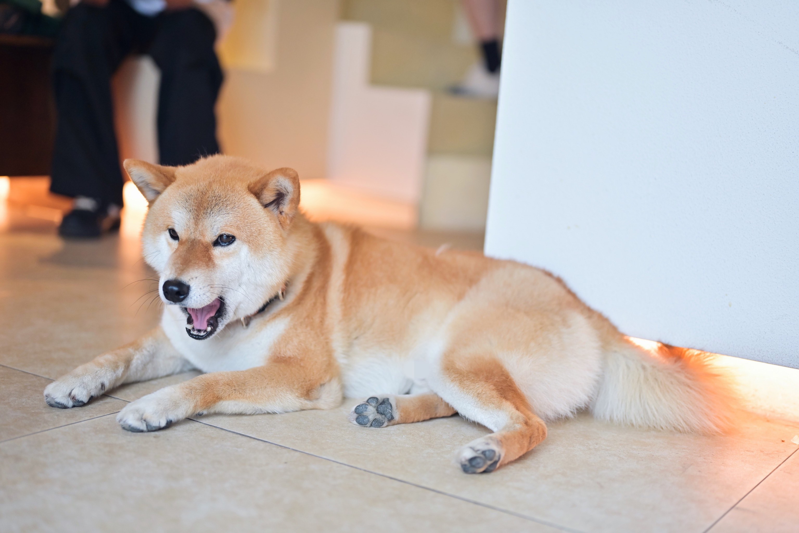 一只柴犬趴在栏杆搞笑图片