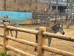 -大连森林动物园