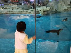 -帝企鹅自助餐厅•儿童岛•真企鹅(长隆企鹅酒店)