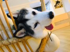 -Husky Go! 哈士奇体验馆·宠物咖啡厅狗咖
