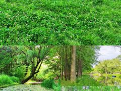 -上海共青森林公园