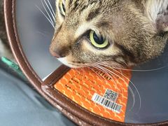 -创凡宠物医院·骨专科  猫科中心(西乡分院)