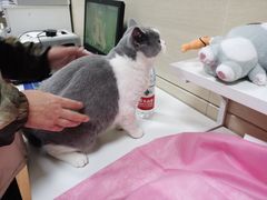 -北京观赏动物医院·24小时大型综合·猫专科·异宠专科