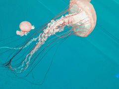 -多彩贵州城极地海洋世界