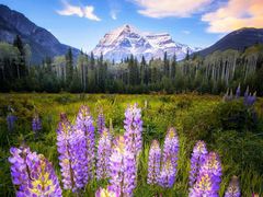 -艺林盲人按摩院(长寿店)