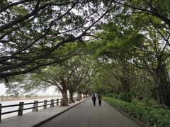 -大湾区中央湿地公园