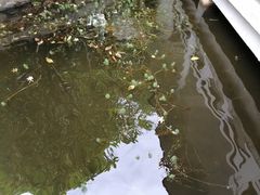-荔湾湖公园