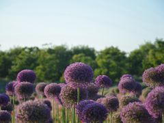 -花开海上生态园