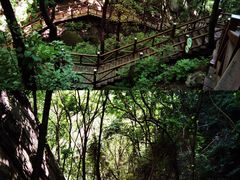 -大岭沟猕猴桃谷风景区