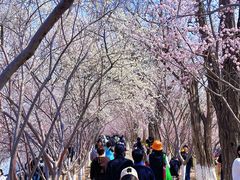 -桃花堤公园