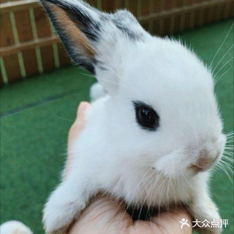 北京遛娃哪里去❓万达亲子动物园[调皮]带给娃不一样的欢乐[胜利]