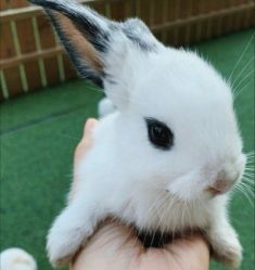 -萌宠亲子动物乐园(槐房万达店)